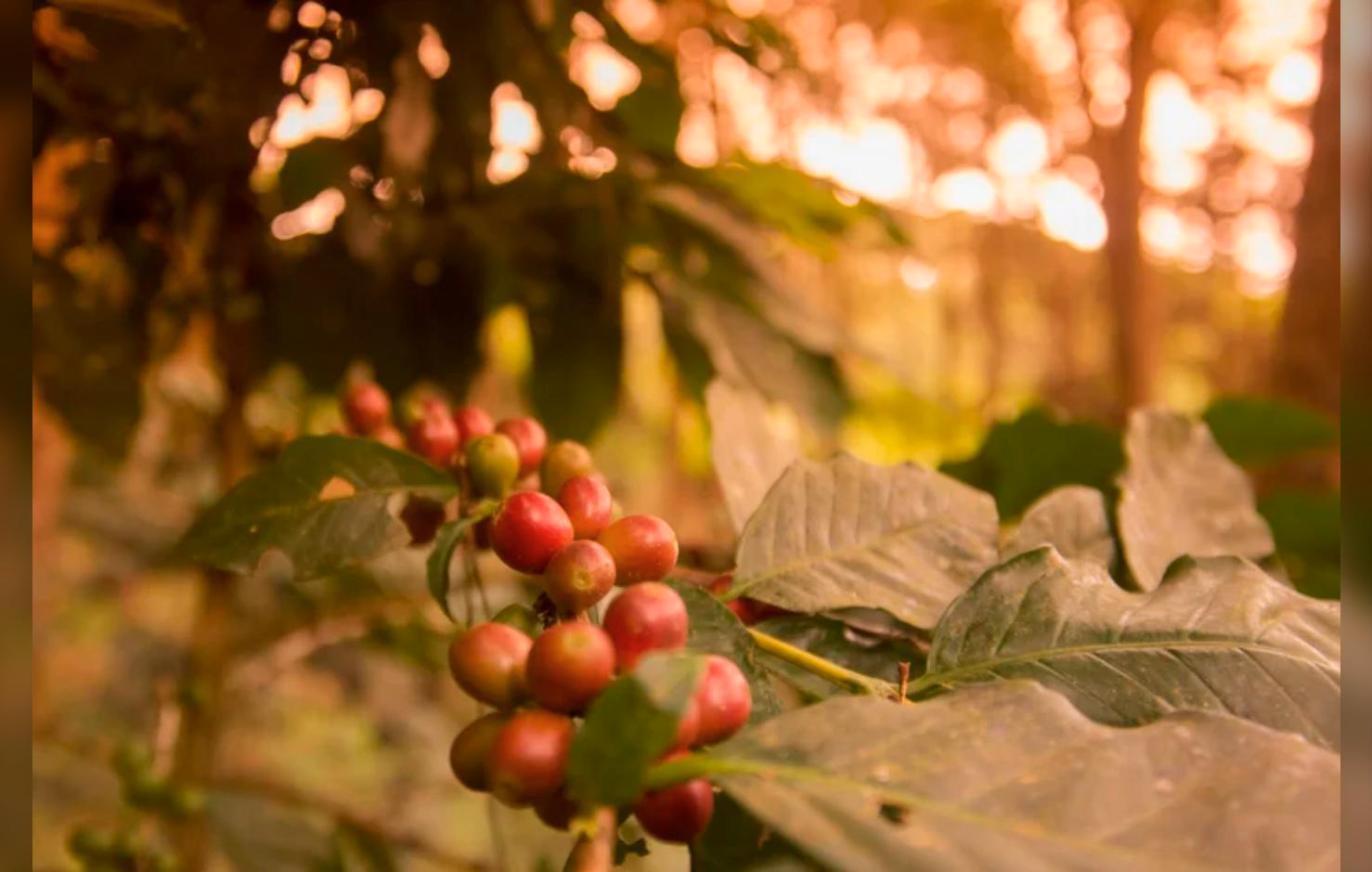 Diriá Coffee