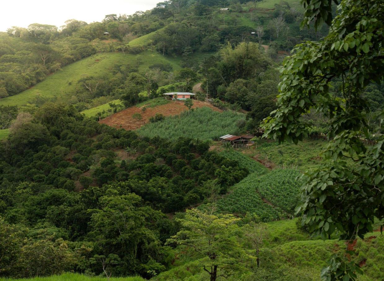 Diriá Coffee cover photo
